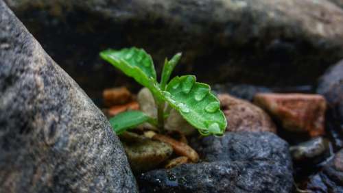 Tree Water Drop Green Stone Plant