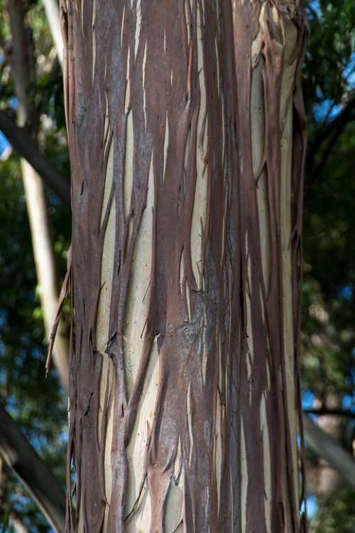 Tree Bark Gum Tree Eucalypt Trunk Peeling Nature