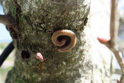 Tree Worm Nature Caterpillar The Creation Of