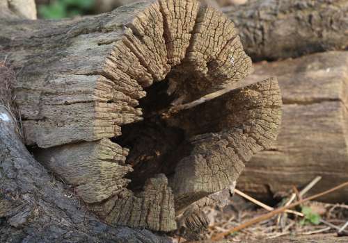 Tree Wood Old Rough Nature Trunk Lumbar Forest