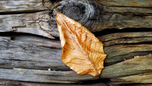 Tree Piece Rub Wood Autumn Leaf