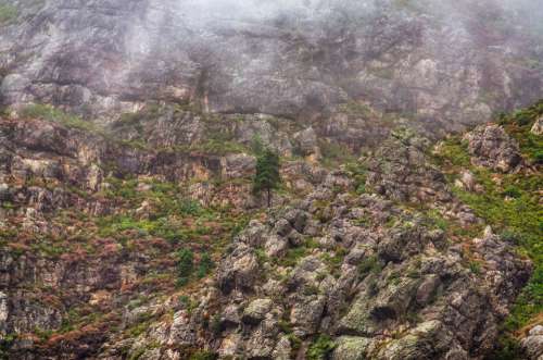 Tree Mist Mountain Rocky Fog Landscape Nature