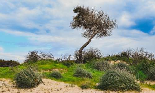 Tree Bushes Dunes Wind Landscape Nature Sky