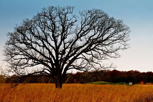 Tree Meadow Landscape Nature Rural Field Outdoors