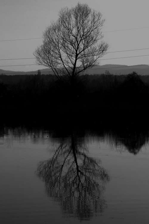 Tree Art Black Nature Mystical