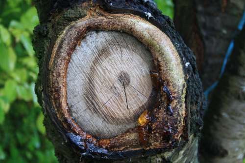 Tree Tribe Knothole Branch Resin Forest Nature
