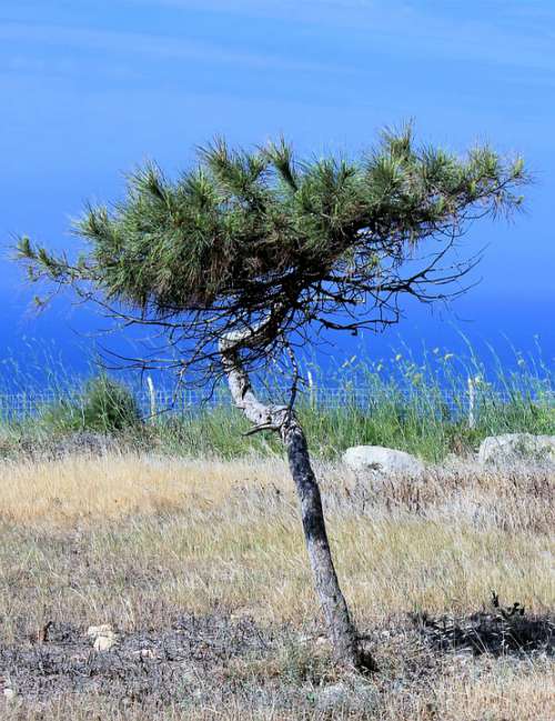 Tree Pine Conifer Lonely Coast Sky