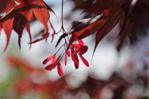 Tree Leaves Acer Red Summer Maple Infructescence