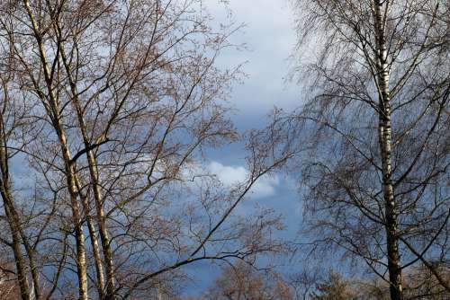 Tree Birch Hanging Twigs Delicate The Silence