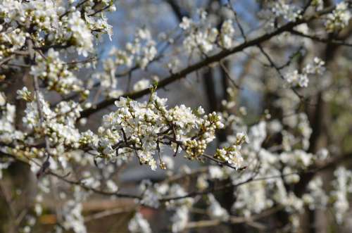 Tree Flowers Nice White Branch Color Spring