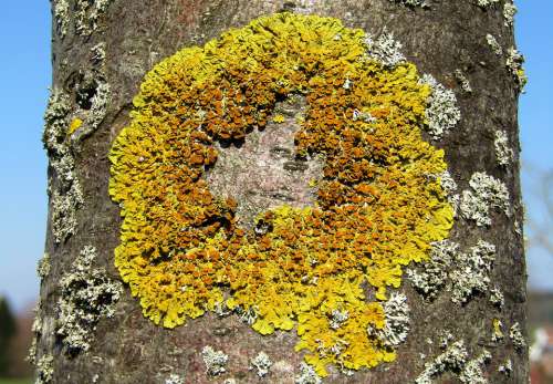 Tree Log Mushroom Lichen Nature Moss Plant