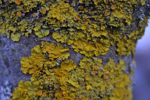 Tree Moss Lichen Nature Tribe