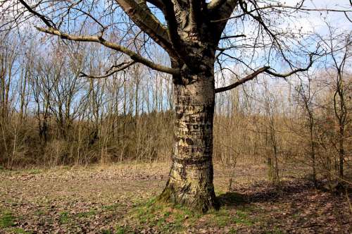 Tree Trunk Nature Bomenpraat Naamkerving Wood Bark