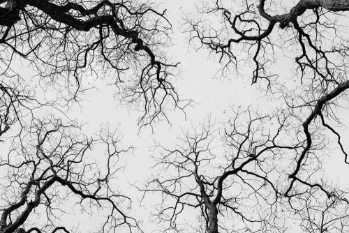 Trees Treetops Highinthesky Nature Black And White