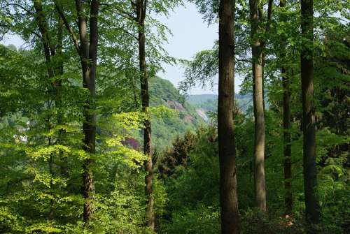 Trees Landscape Forest Arboretum Belgium