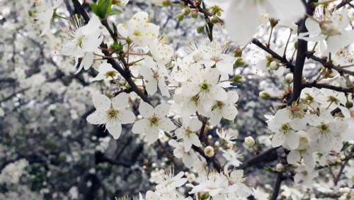 Trees Bud In The Spring And Tree Bud Flowers Spring