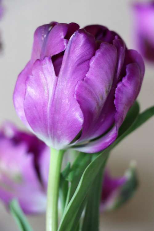 Tulip Purple Bright Flowers Spring Tulips Flower