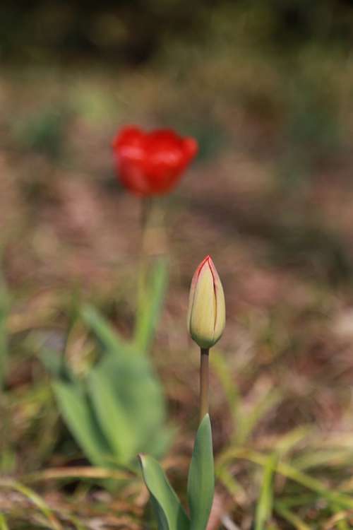 Tulip Flowers Bud Plants Nature Spring Flowering