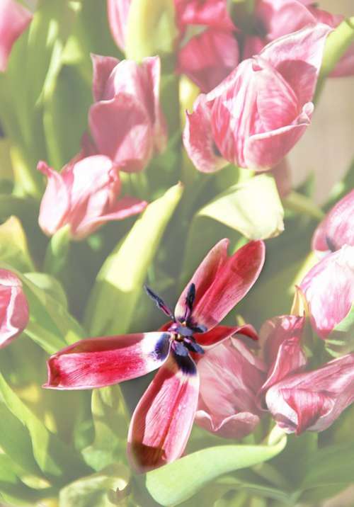 Tulip Overblown Plants Spring Garden Expiration