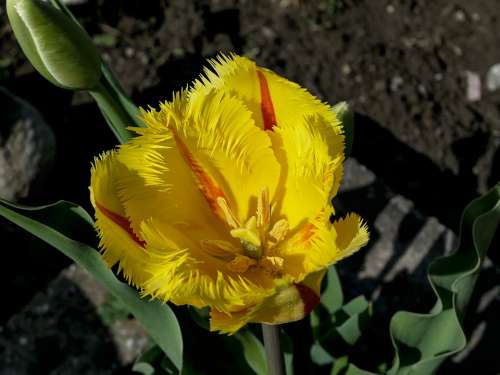 Tulip Yellow Blossom Bloom Nature Plant Garden