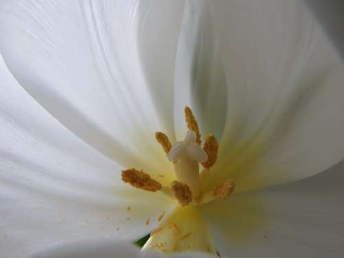 Tulip White Pistil Pollen