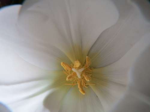 Tulip White Pistil Pollen
