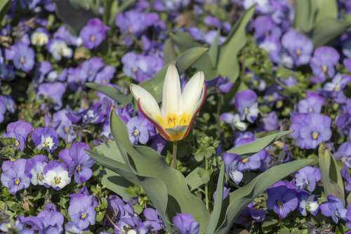 Tulip Pansy Flowers Blue Yellow White Purple