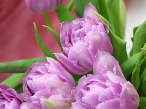 Tulips Tulip Spring Flowers Congratulation Holiday