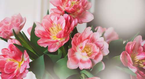 Tulips Flowers Bouquet Spring Flowers Pink