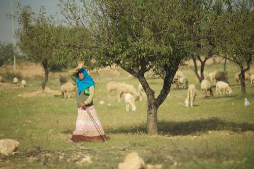 Tunisia Pasture Sheep Shepherd Woman Tree Almond