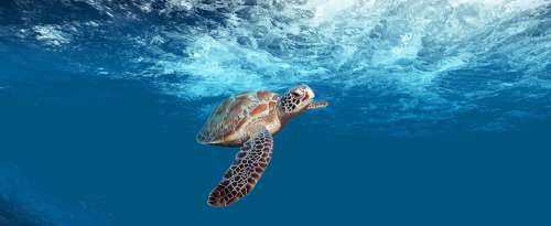 Turtle Sea Underwater Ocean Water Wildlife Animal