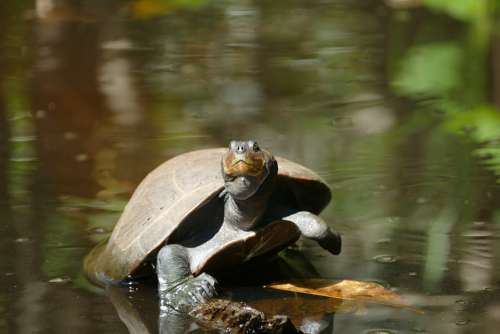 Turtle Animal Nature Water