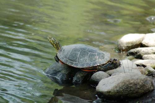 Turtle Reptile Water Wildlife Shell Nature Pond