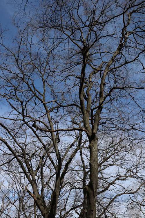 Up Trees Sky Nature Branches Forest