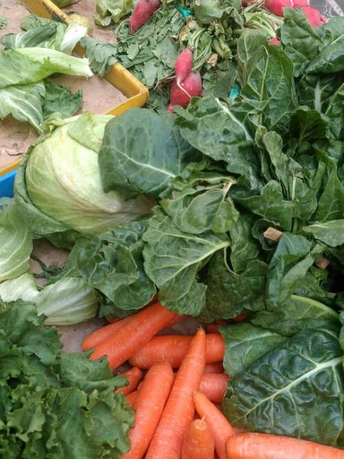 Vegetables Carrot Carrots Healthy Food Fresh