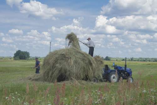 Village Rick Work Grass Haymaking Nature
