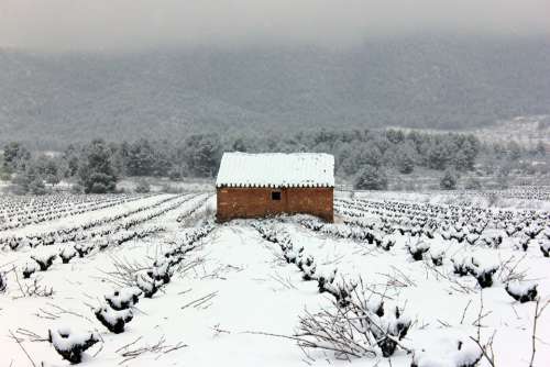 Vineyard Bullas Snow Landscape Winter Mountain