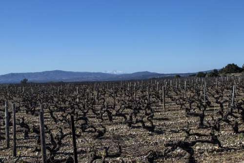 Vineyard France Winery Landscape Grapevine French