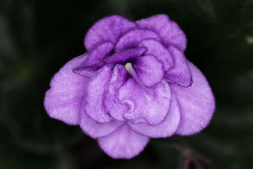 Violet Room Flower Flower Rozkvitnutý Nature