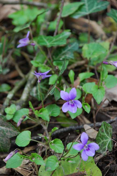 Violet Woodland Flower Purple