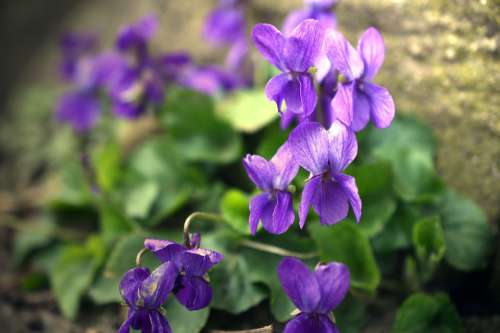 Violet Viola Violaceae Plant Flower Blossom Bloom