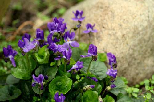 Violets Flowers Spring Spring Flowers The Smell Of
