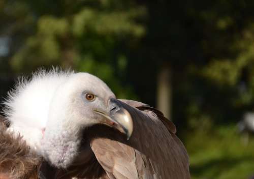 Vulture Bird Animal Animal World Nature Bill