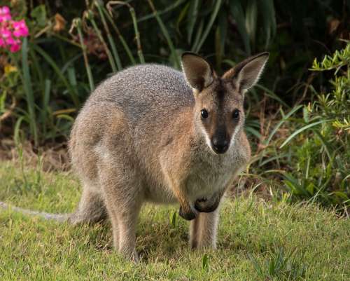 Wallaby Rednecked Wallaby Animal Australia