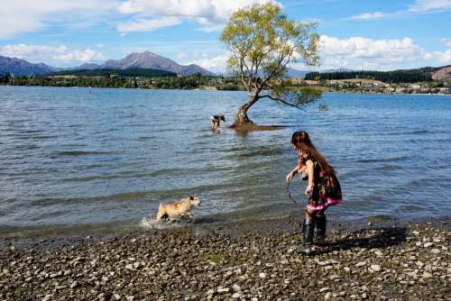 Wanaka Lone Tree New Zealand People Dog Fetch