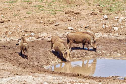 Warthog South Africa Safari Nature Animal World