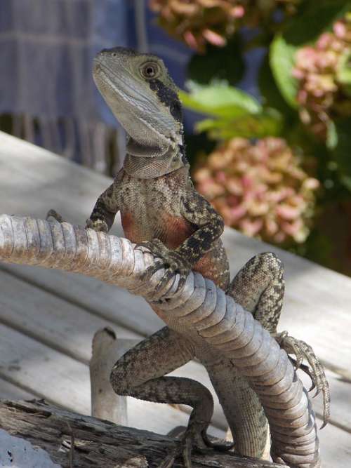 Water Dragon Australia Lizard Reptile