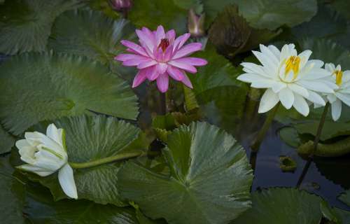 Water Lilies Lily Pond Aquatic Plants Nymphaea