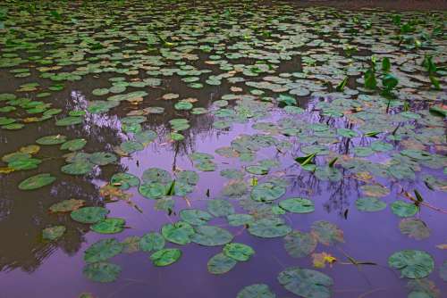 Water Lilies Springtime Outdoor Pond Tranquil