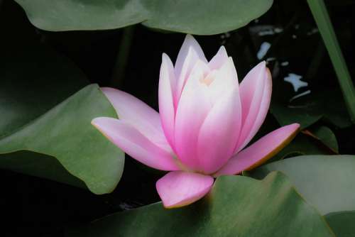Water Lily Pink Flower Blossom Petals Leaves